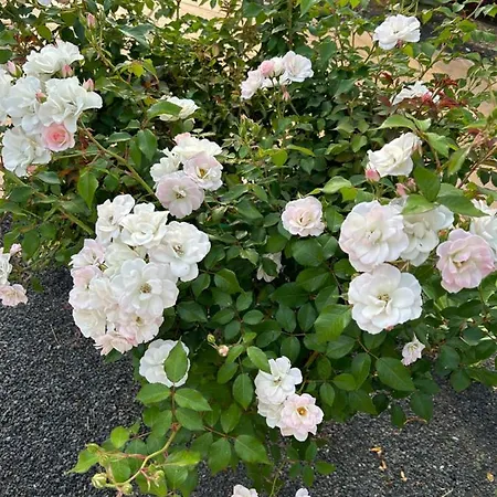 Casilla De Costa, La Oliva