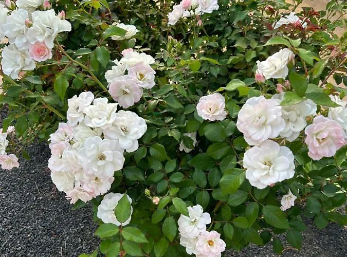 Casilla De Costa, La Oliva